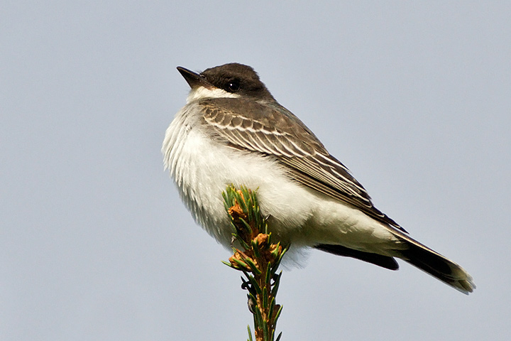 Eastern Kingbird