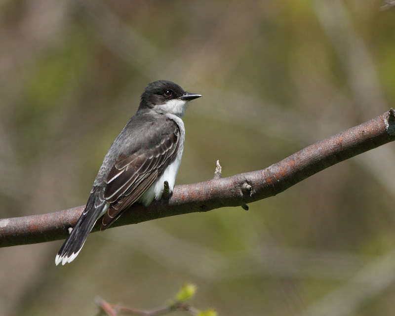 Eastern Kingbird