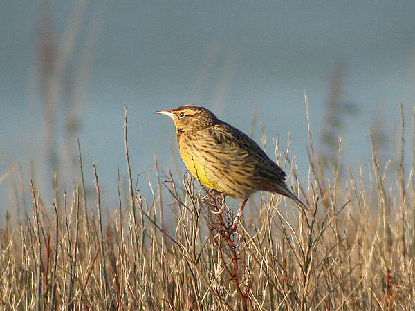 Eastern Meadowlark