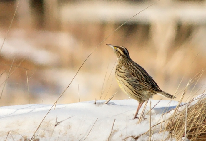 Eastern Meadowlark