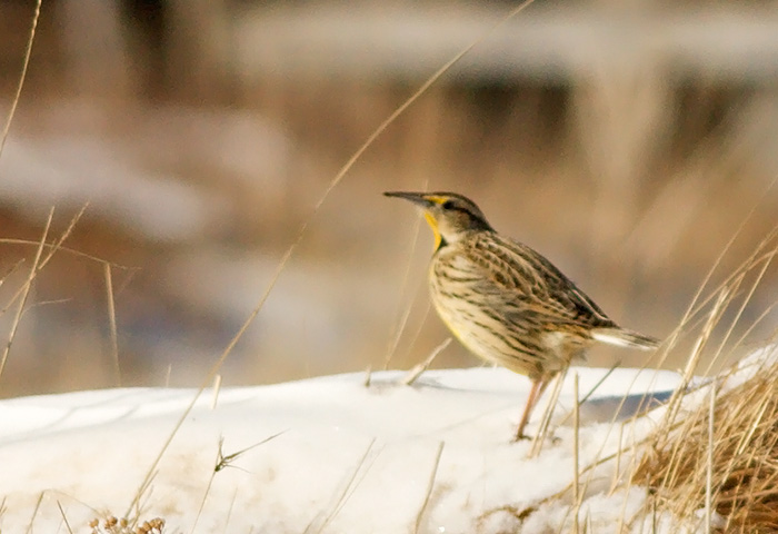 Eastern Meadowlark