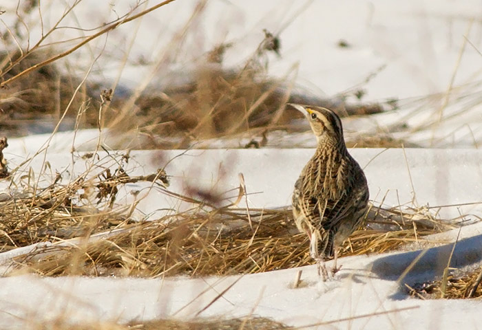Eastern Meadowlark
