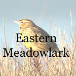 Eastern Meadowlark