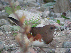 Eastern Towhee