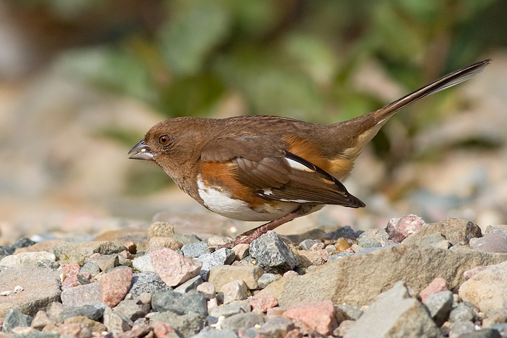 Eastern Towhee