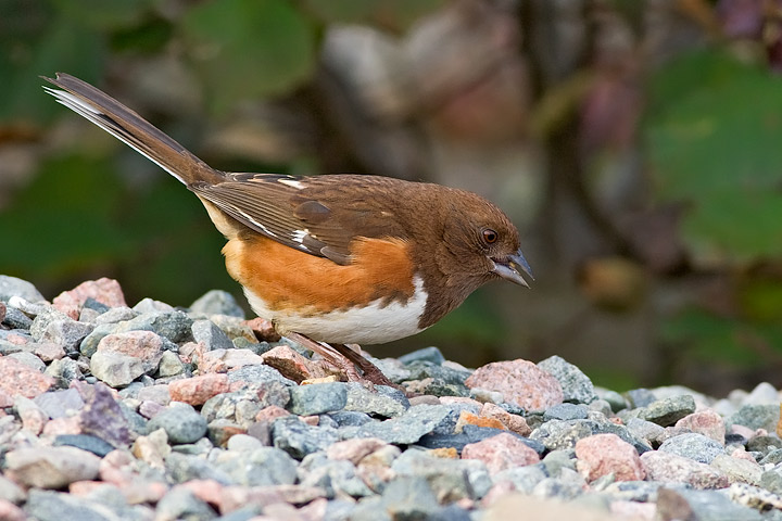 Eastern Towhee