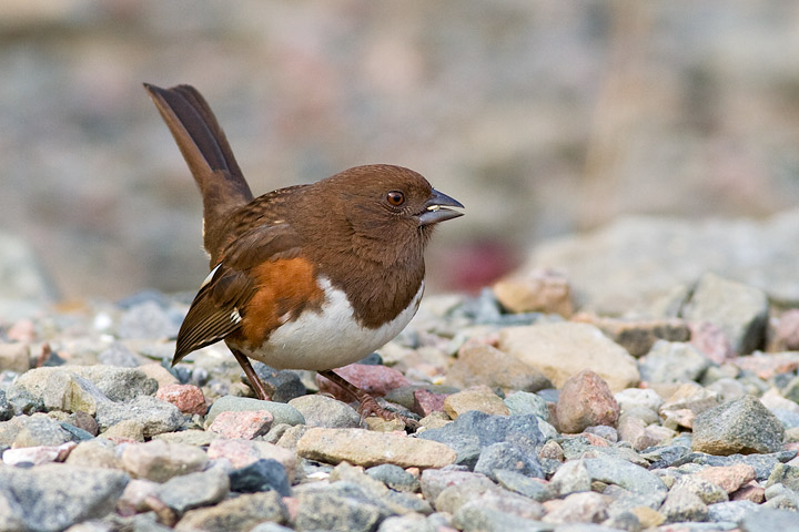 Eastern Towhee