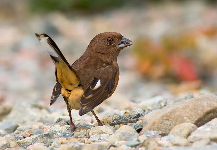 Eastern Towhee