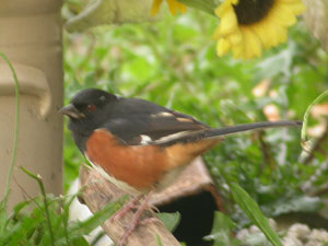 Eastern Towhee