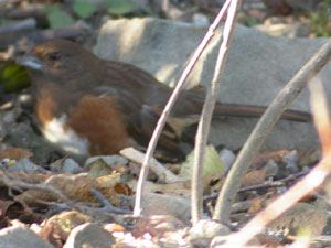 Eastern Towhee
