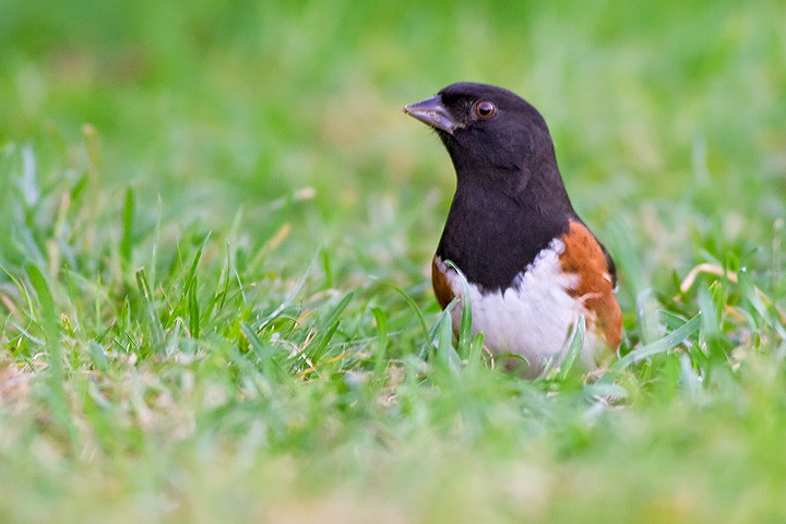 Eastern Towhee
