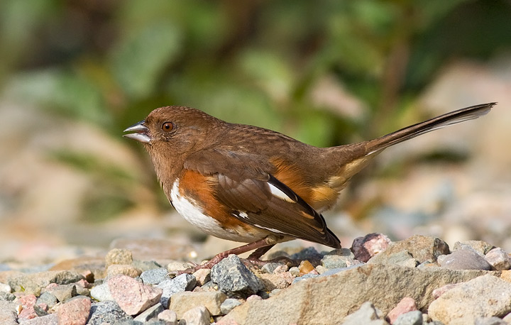 Eastern Towhee