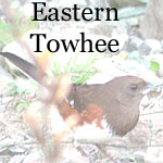 Eastern Towhee