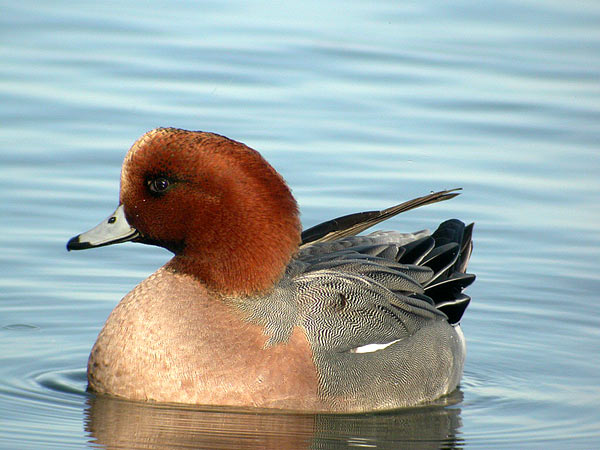 Eurasian Wigeon