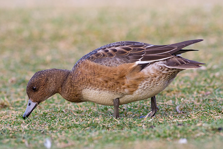 Eurasian Wigeon