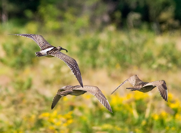 European Whimbrel