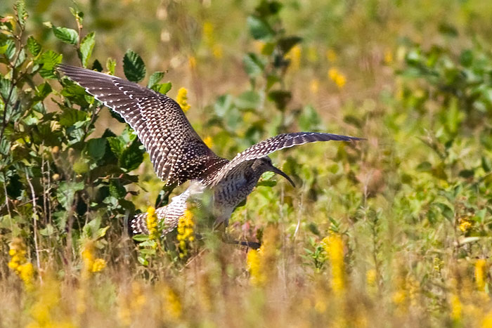 European Whimbrel