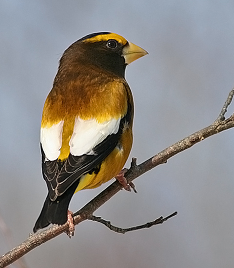 Evening Grosbeak