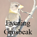 Evening Grosbeak