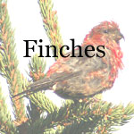 Finches, Crossbills, Redpolls, Goldfinches