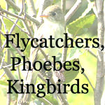 Flycatchers, Phoebes, Kingbirds