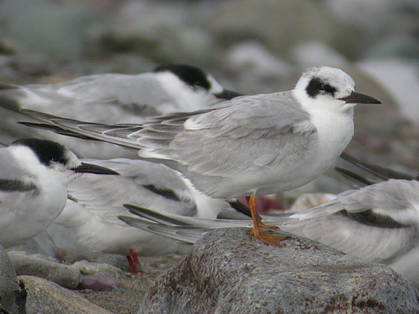 Forster's Tern