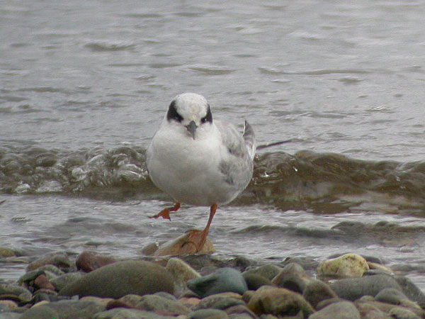 Forster's Tern