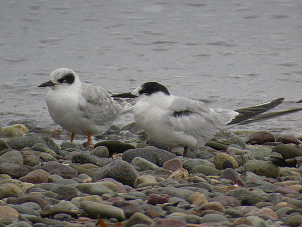 Forster's Tern
