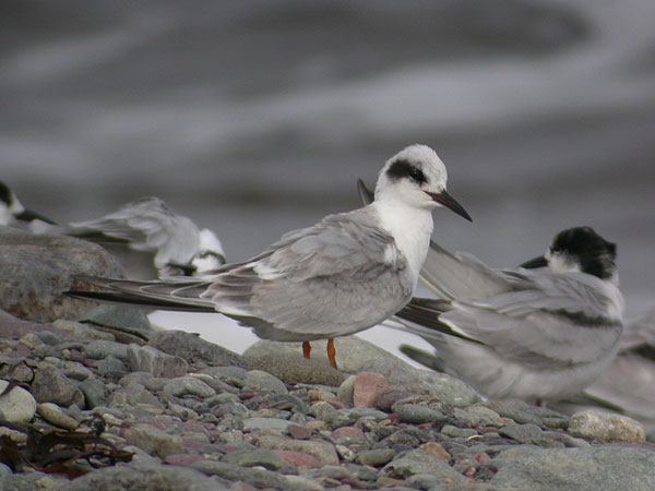 Forster's Tern