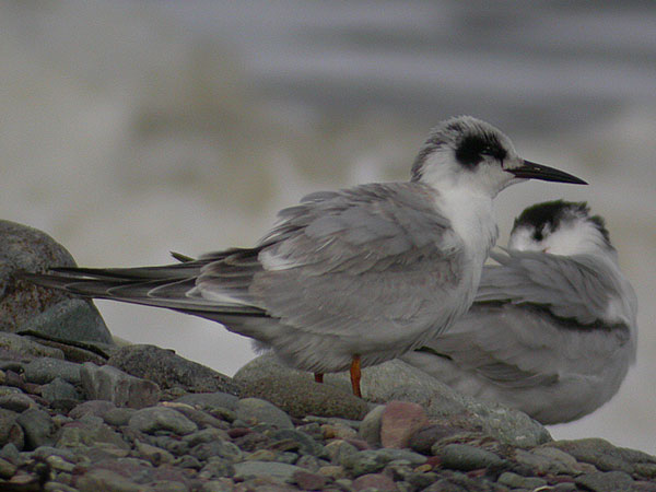 Forster's Tern