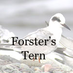 Forster's Tern