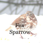 Fox Sparrow