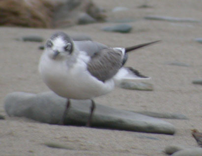 Franklin's Gull