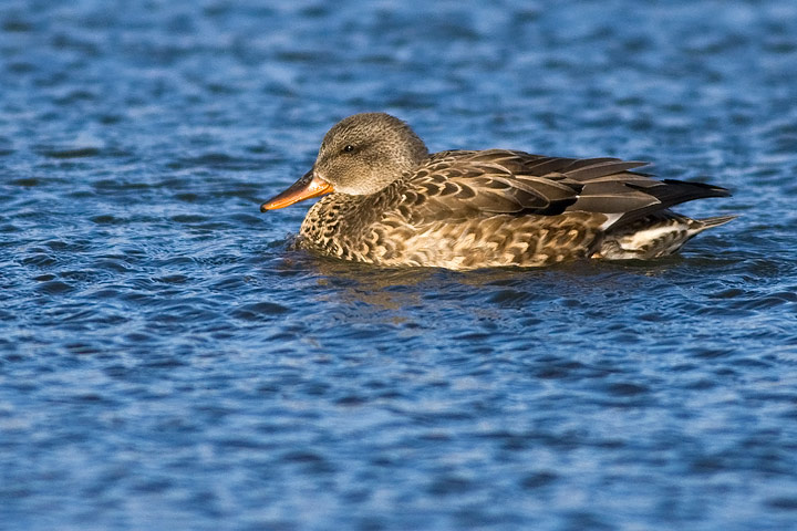 Gadwall