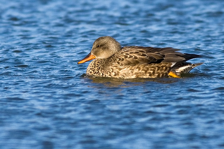 Gadwall