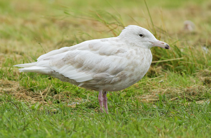 Glaucous Gull