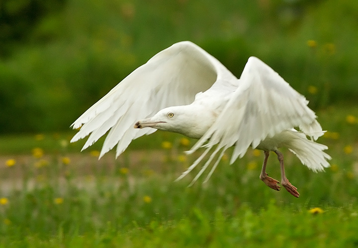 Glaucous Gull