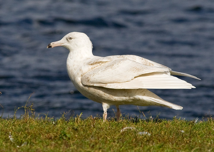 Glaucous Gull