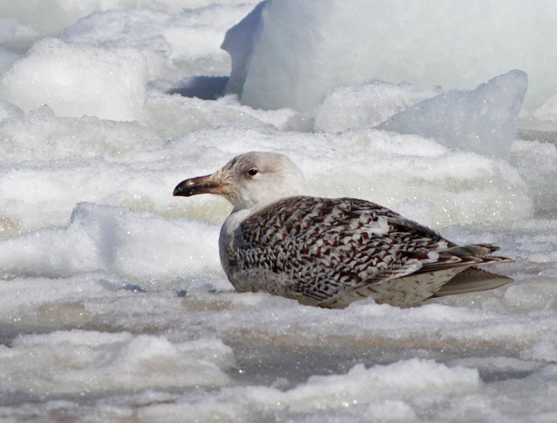 Glaucous x Great Black-backed Gull