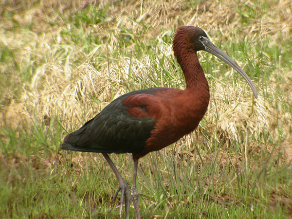 Glossy Ibis