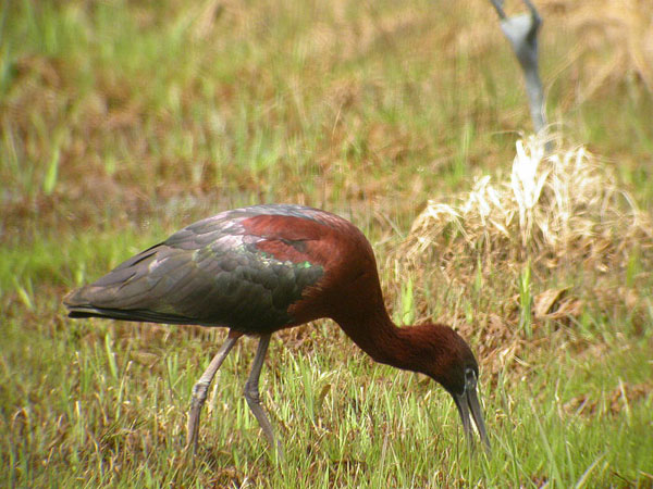 Glossy Ibis