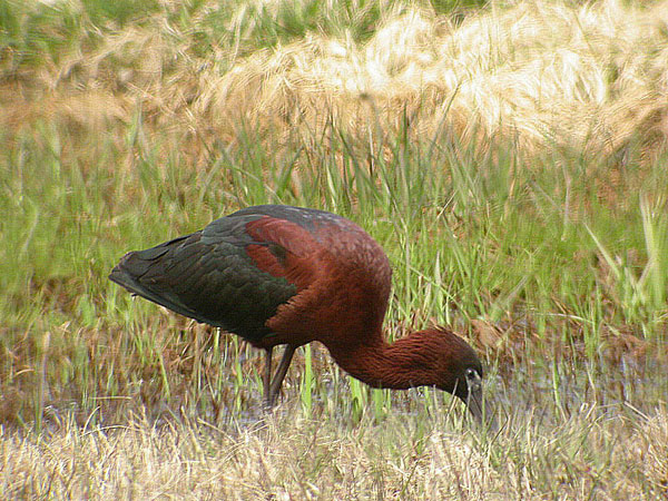 Glossy Ibis