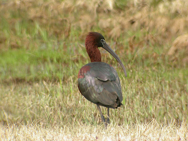 Glossy Ibis