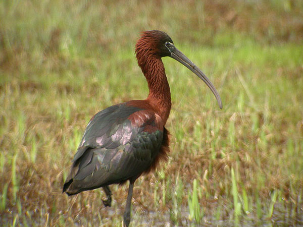 Glossy Ibis