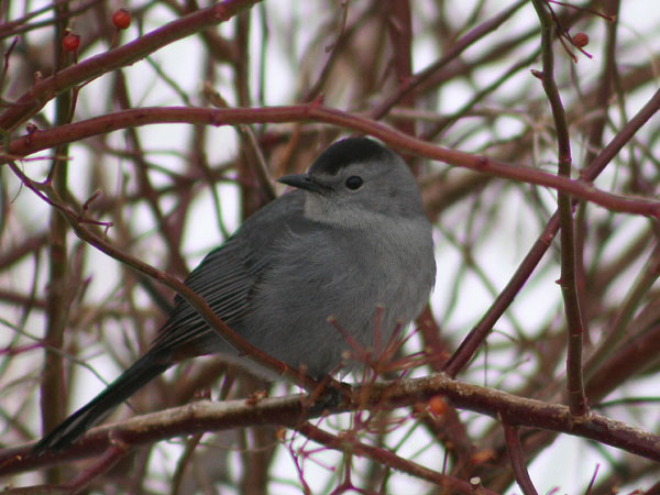 Gray Catbird