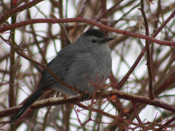 Gray Catbird