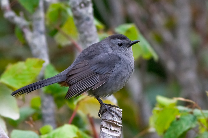 Gray Catbird