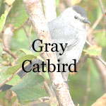Gray Catbird