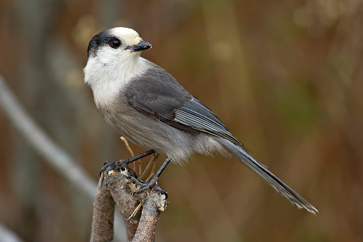 Gray Jay