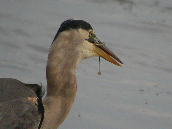 Great Blue Heron with a pipefish